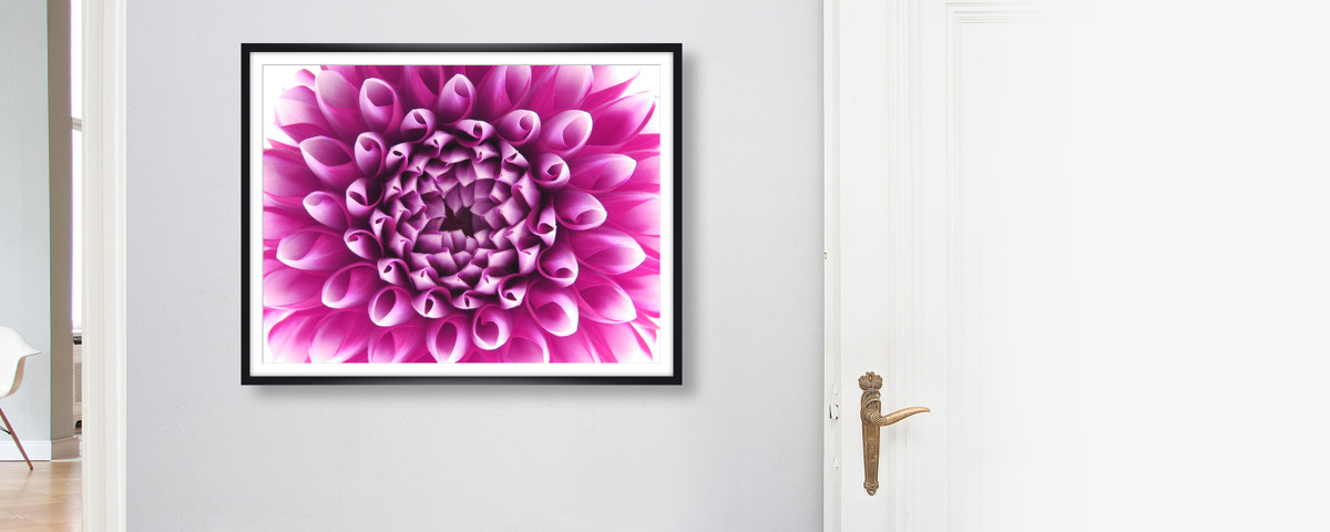Photos dahlias
