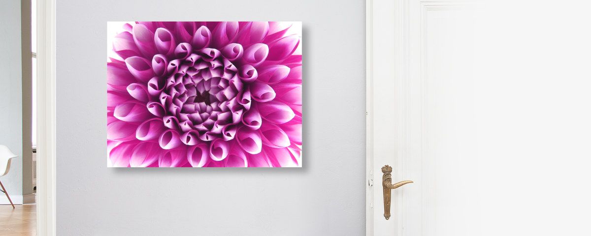 Photos dahlias