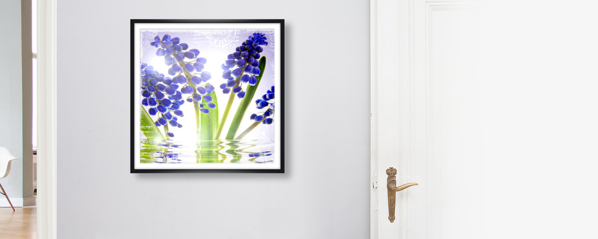 Photos de fleurs bleues