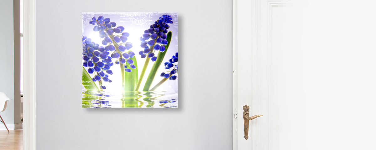 Photos de fleurs bleues