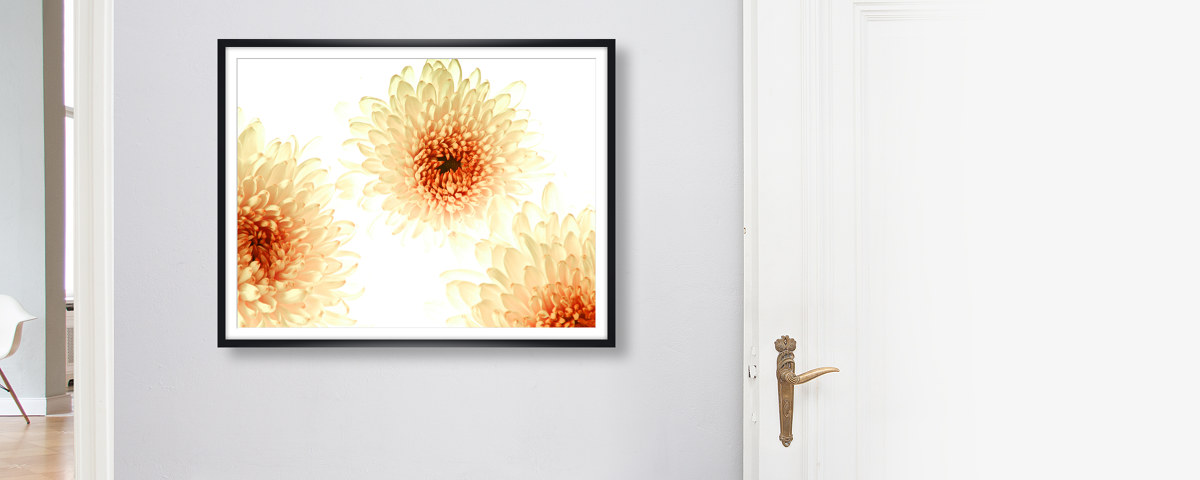 Photo florale chrysanthèmes