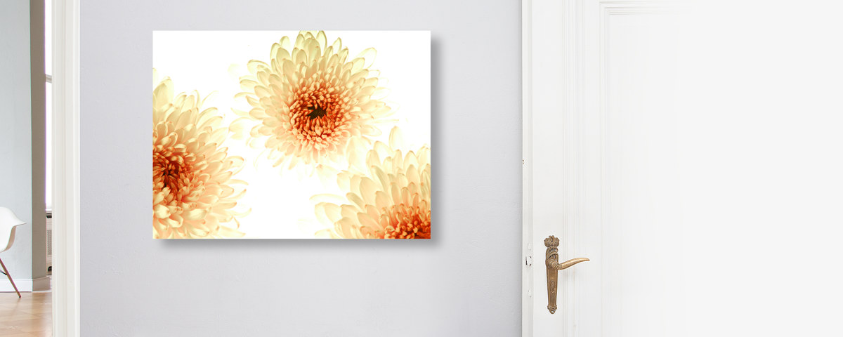 Photo florale chrysanthèmes