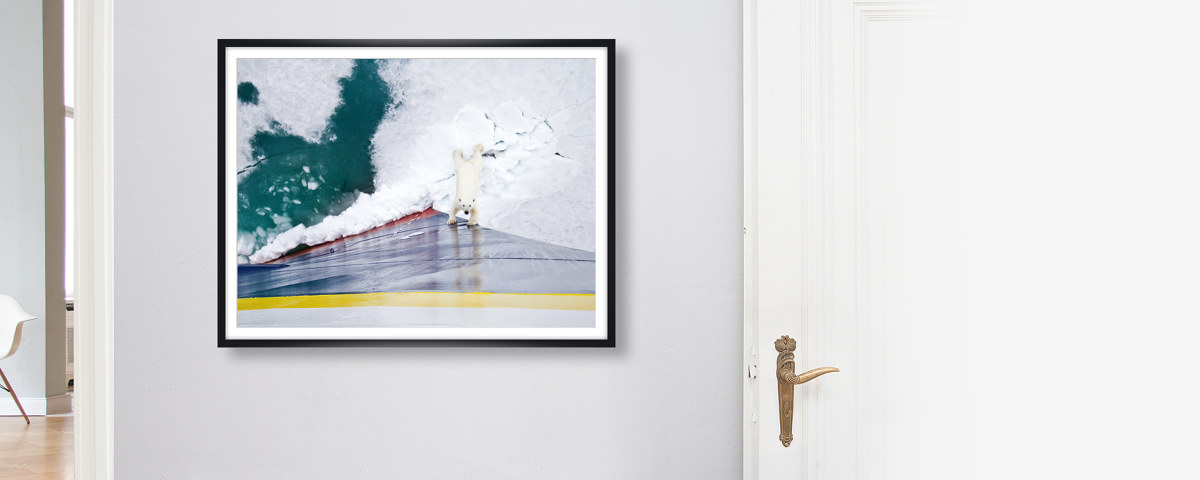 Eisbär gegen Eisbrecher