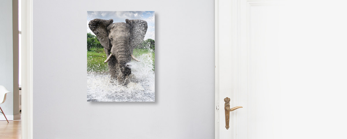 Elefant Foto