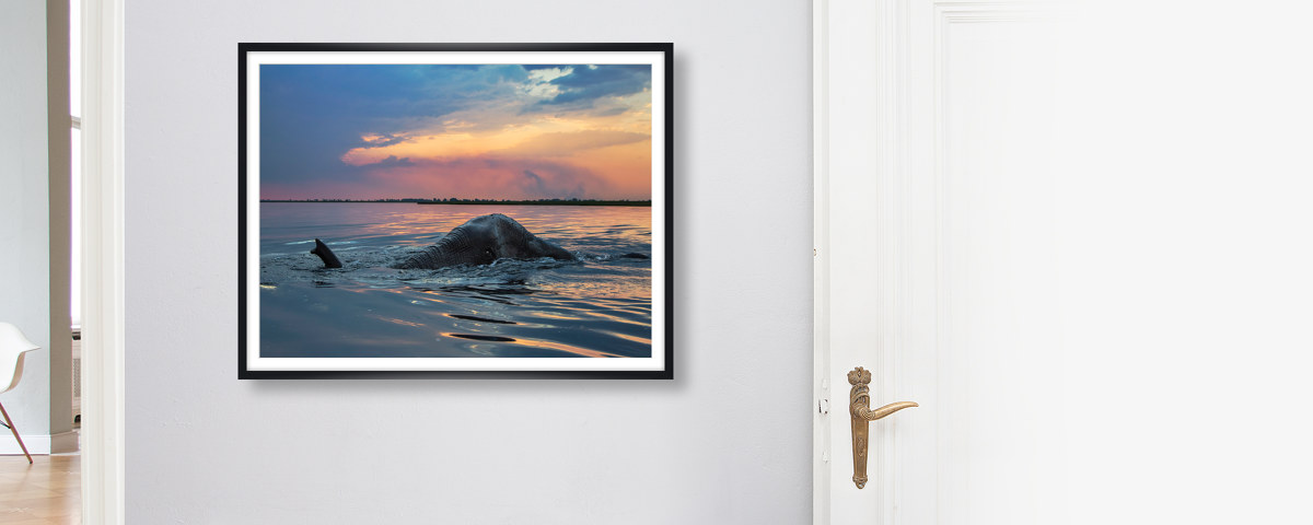 Bild Elefant im Wasser