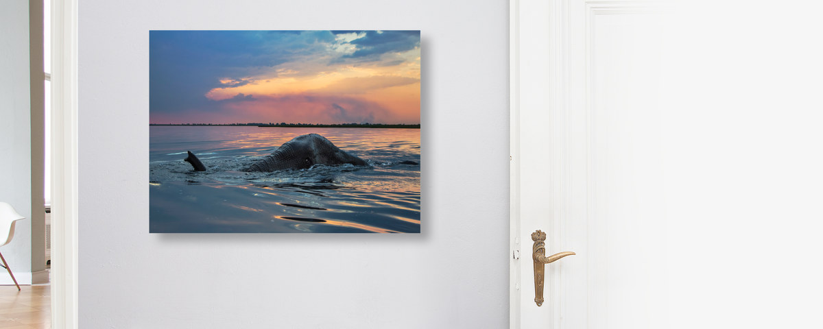 Bild Elefant im Wasser