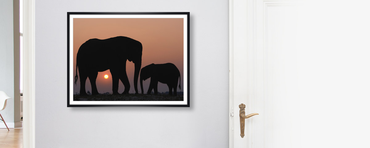 Tiere im Sonnenuntergang