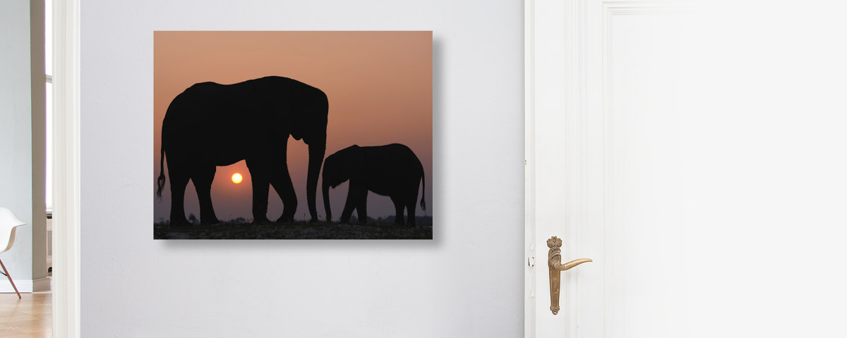 Tiere im Sonnenuntergang