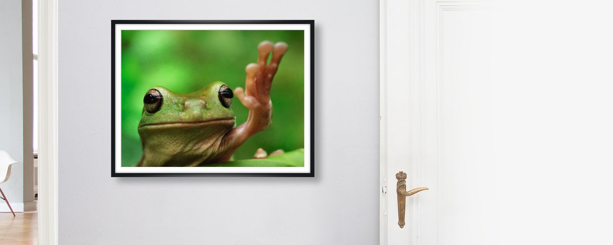 Frosch Bild