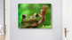 Frosch Bild