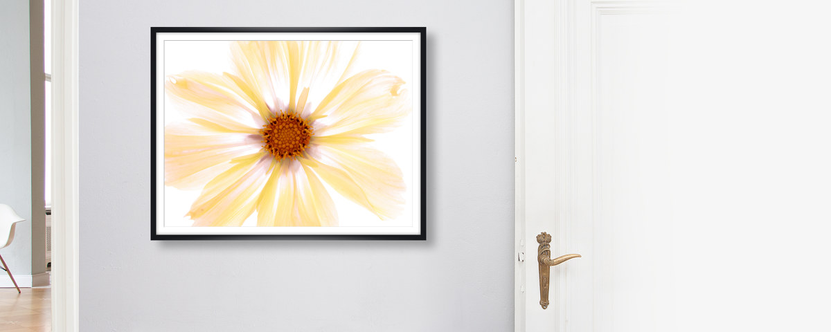 Photos de fleurs jaunes