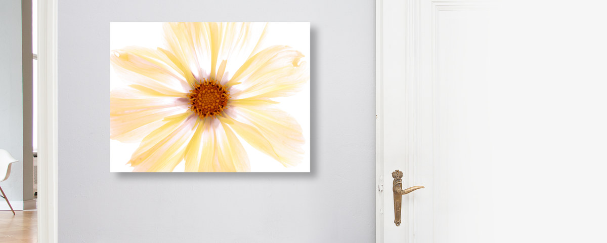 Photos de fleurs jaunes