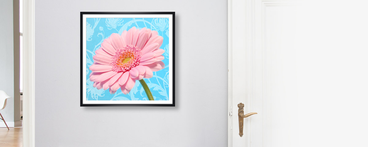 Gerbera Bild