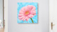 Gerbera Bild