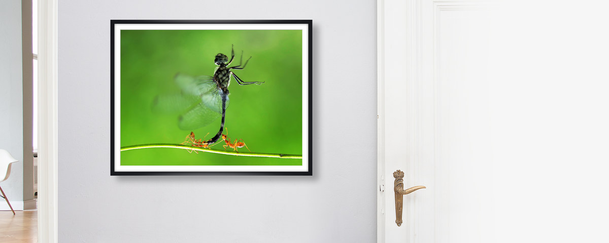 Insekten Bilder