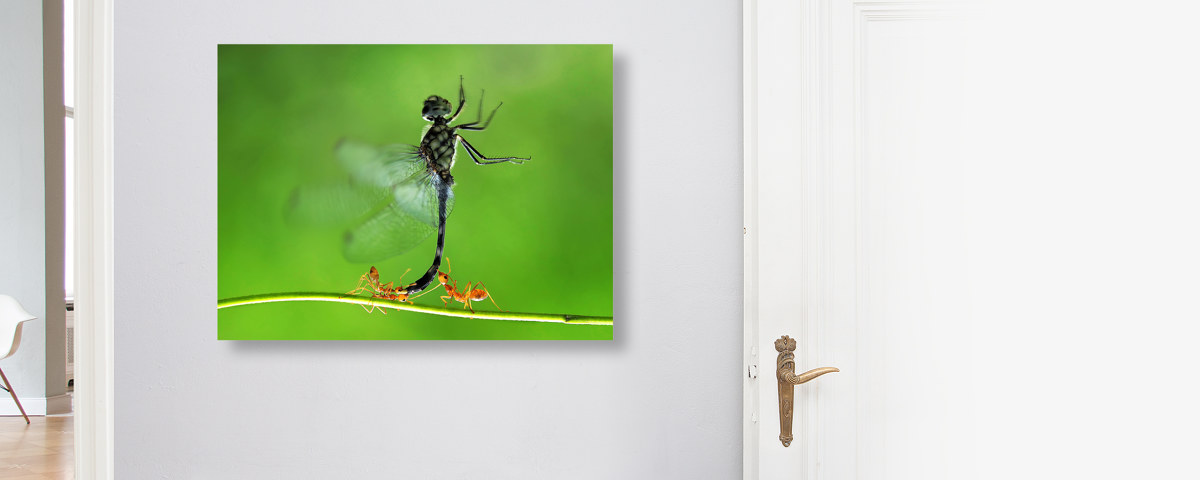 Insekten Bilder