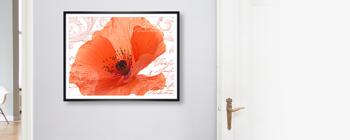 Photos de coquelicot