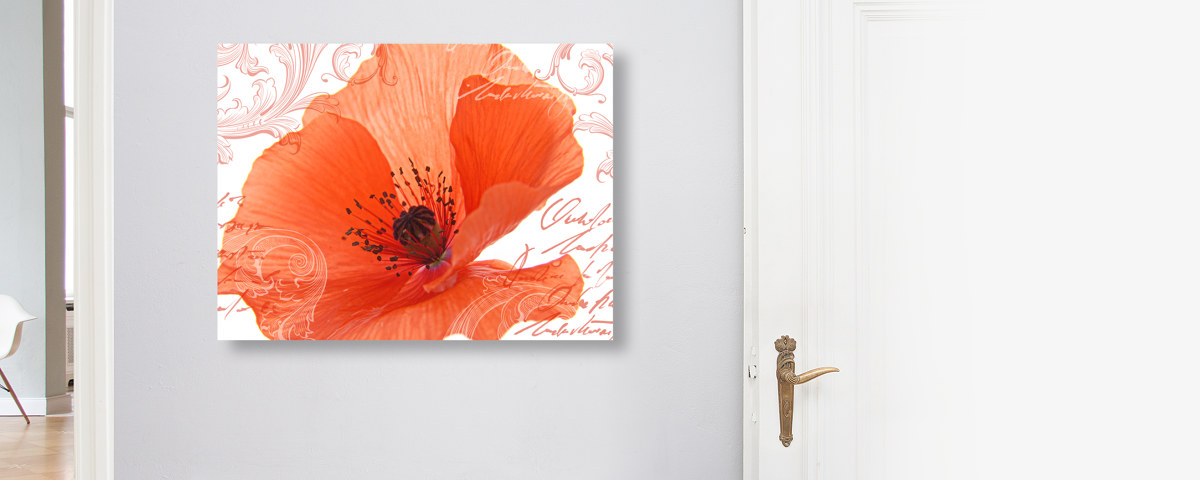 Photos de coquelicot