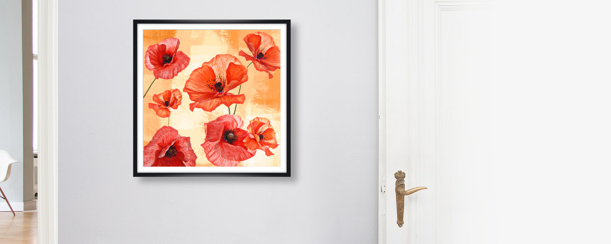 Photos de coquelicots