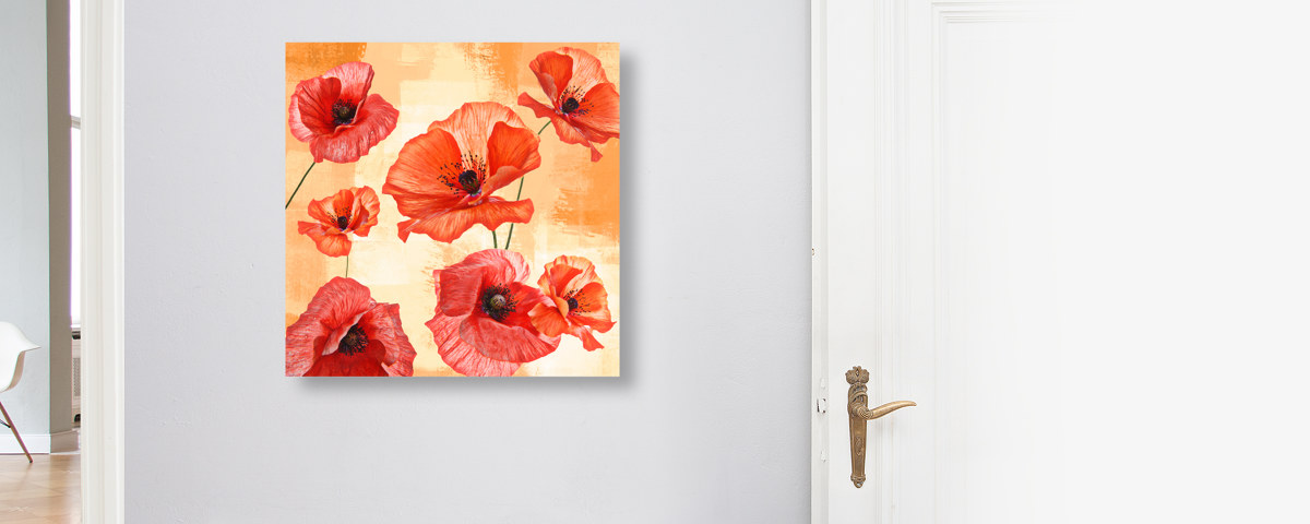 Photos de coquelicots