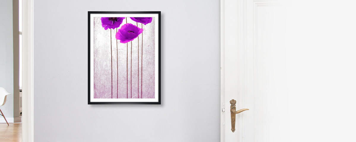 Photo de coquelicots