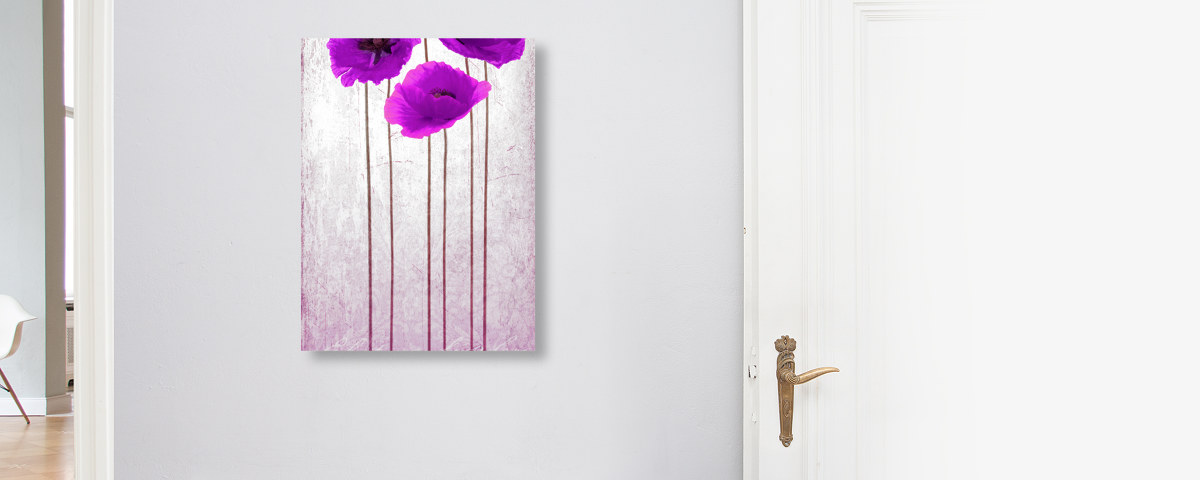 Photo de coquelicots