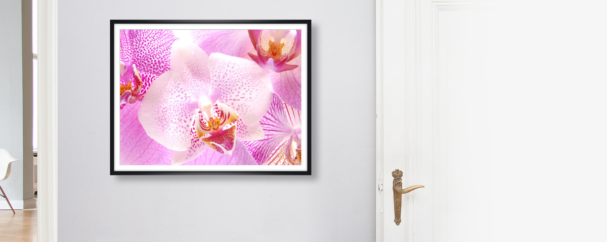 Orchidee Bilder