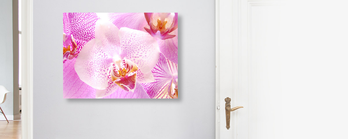 Orchidee Bilder