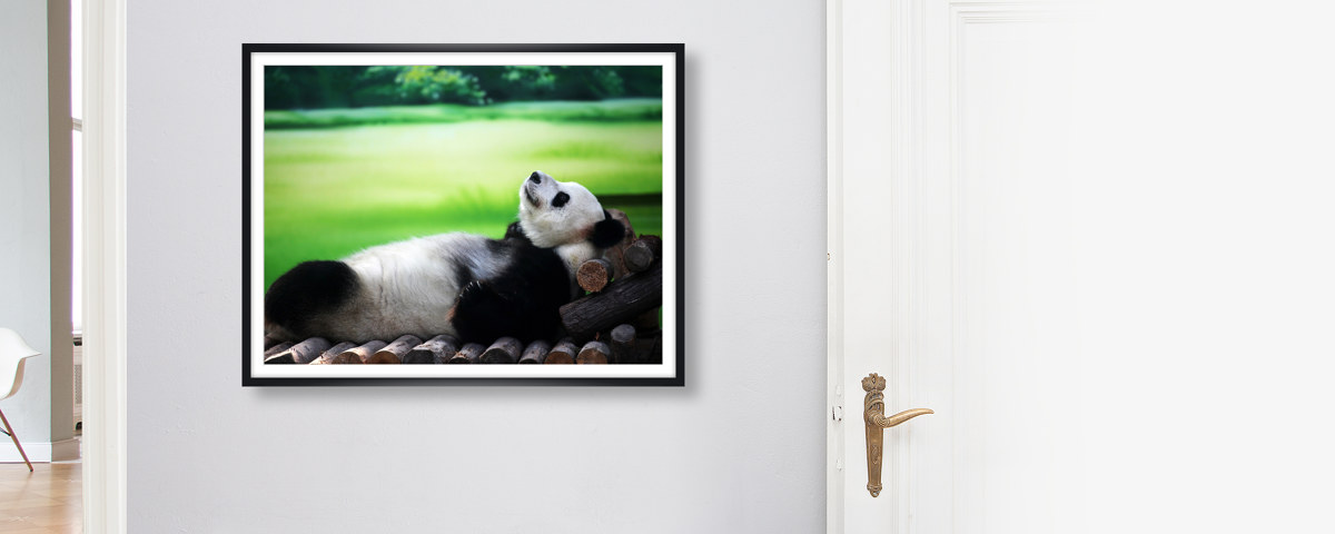 Panda Bild