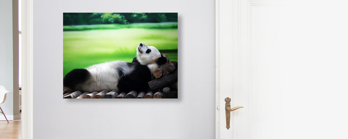 Panda Bild