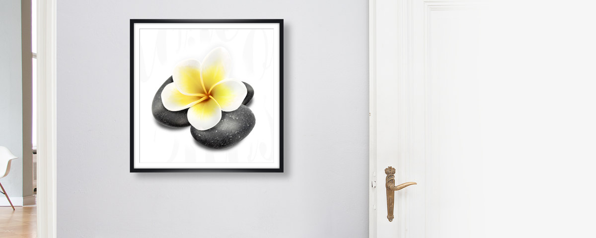 Plumeria Bild