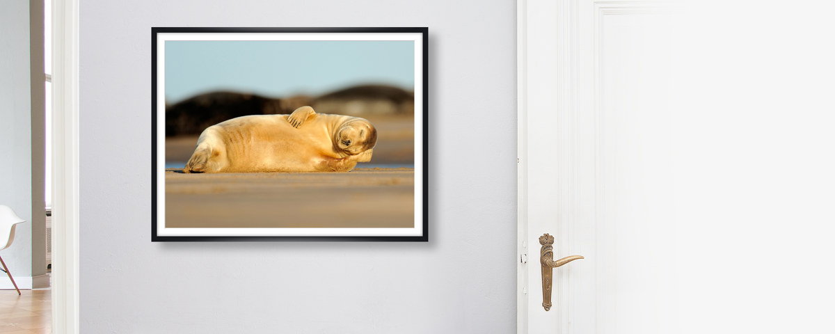 schlafende Robbe Foto