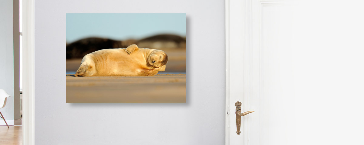 schlafende Robbe Foto