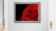 Rose Bild