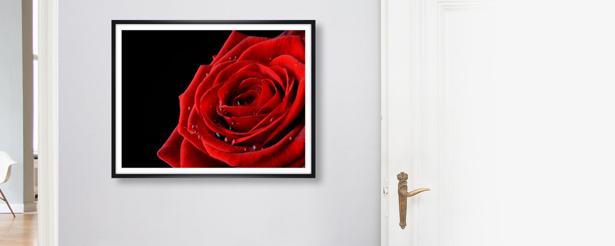 Rose Bild