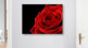 Rose Bild
