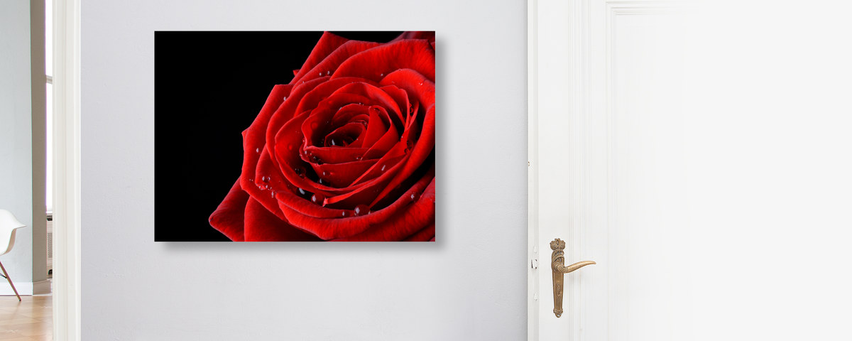 Rose Bild