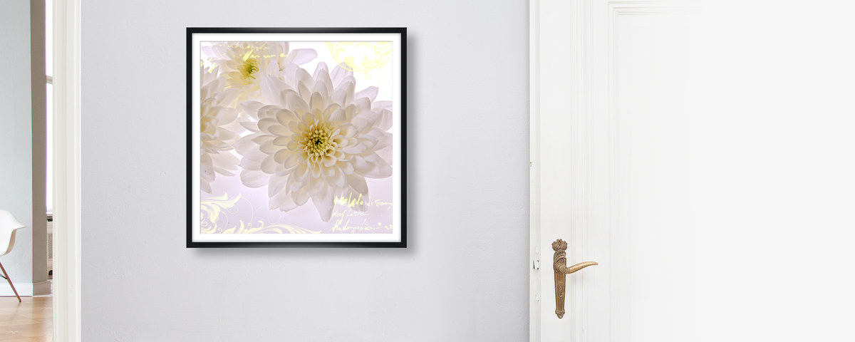 Weiße Blumen Bilder