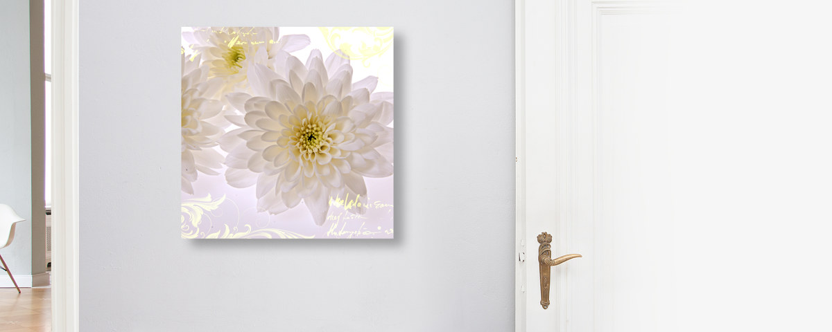 Weiße Blumen Bilder