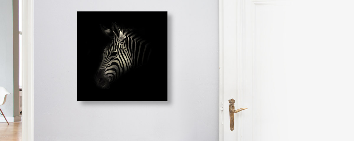Zebra Portrait