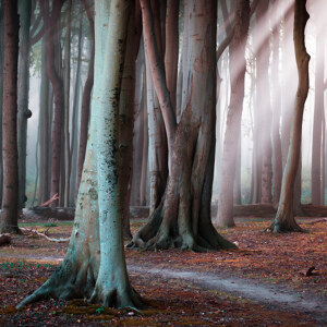 Gespensterwald im Licht
