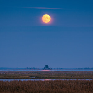 Kraniche im Vollmond