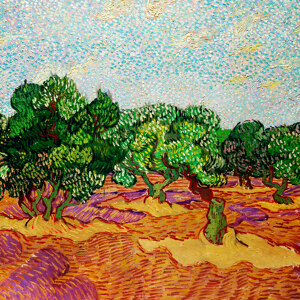Vincent Van Gogh Olivenbaeume