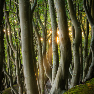 Licht im Kustenwald