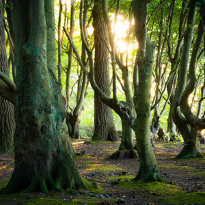 Marchenwald auf Rugen