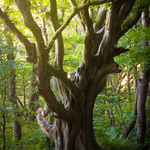 Alter Baum auf Rugen