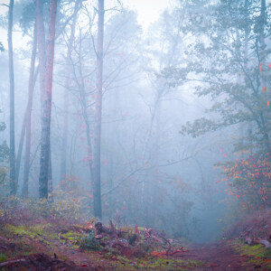 Vertraumter Herbstwald