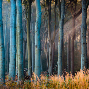 Gespensterwald in Nienhagen