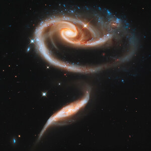 Rose of Galaxies