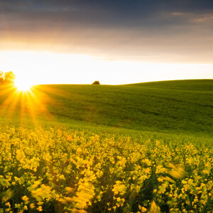 Rapsfeld im Sonnenuntergang